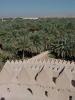 View from tower - canopy of date palms
