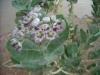 Calotropis procera blossom