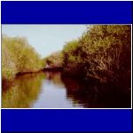 mangroves3.jpg