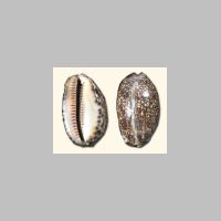 Cowrie thumbnail 01