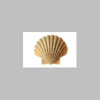 Scallop thumbnail 01