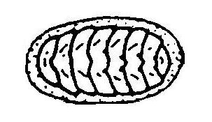 Chiton drawing