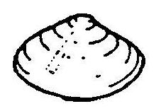 Bivalve drawing