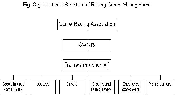 Camel Racing Association heirarchy
